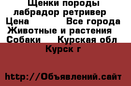 Щенки породы лабрадор ретривер › Цена ­ 8 000 - Все города Животные и растения » Собаки   . Курская обл.,Курск г.
